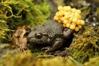 Crapaud alyte mâle (Somme)