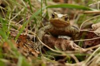 crapaud commun (Picardie)