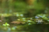 Crapaud commun (Somme)