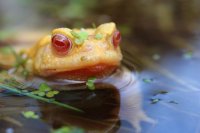 crapaud commun albinos (Picardie)