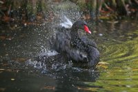 Cygne noir (jardin boitanique de Metz)