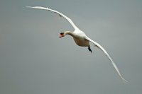Cygne tuberculé (Haute-Somme)