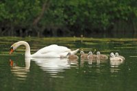 Cygne tuberculé (Haute-Somme)