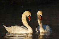 Cygne tuberculé (Somme)