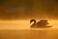 Cygne tuberculé (Somme)
