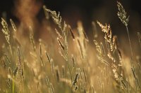 Dans une prairie de Thiérache axonaise