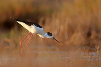 Echasse blanche (Basse vallée de l'Aude)