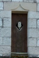 Effraie des clochers