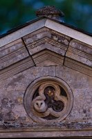 Effraie des clochers (Picardie)