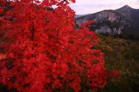 Erable rouge (Gorges du Verdon)