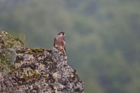 Faucon pèlerin juvénile (massif ardennais)