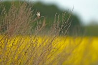 Fauvette grisette (Somme)