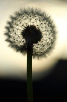 Fleur de pissenlit