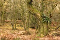 Forêt ardennaise