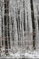 Forêt enneigée (Thiérache axonaise)