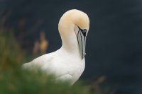Fou de Bassan (Highlands, Ecosse)