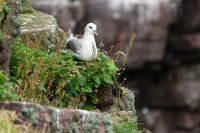 Fulmar boréal (Highlands, Ecosse)