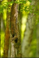 Gobe-mouche gris (Jura)