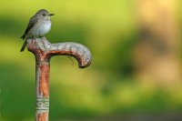 Gobe-mouche gris (Marquenterre)