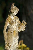 Gobe-mouche gris (Marquenterre)