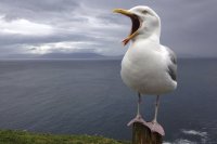 Goéland argenté (Irlande)