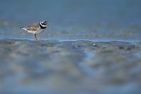 Grand gravelot (Baie de Somme)