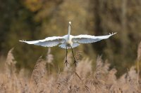 Grande aigrette (Flandres occidentales)