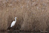 Grande aigrette (Flandres occidentales)