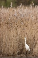 Grande aigrette (Flandres occidentales)