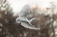 Grande aigrette (Flandres occidentales)