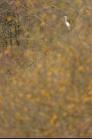 Grande aigrette (Flandres occidentales)