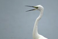 Grande aigrette (La Bassée)