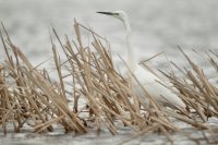 Grande aigrette (La Bassée)