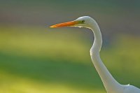 Grande aigrette (Somme)