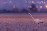 Grande aigrette (Somme)
