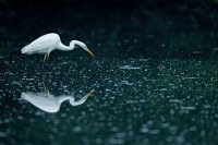 Grande aigrette (vallée de l'Hallue, Somme)