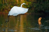 Grande aigrette (vallée de l'Hallue, Somme)