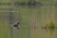 Grèbe huppé (Somme)