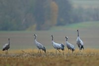 Grues cendrées (Lac du Der)