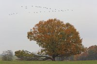 Grues cendrées (Lac du Der)