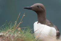 Guillemot de Troïl (Highlands, Ecosse)