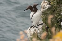 Guillemots de Troïl (Highlands, Ecosse)