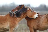 Chevaux Henson (Marquenterre)