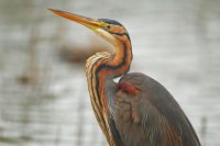 Héron pourpré (Basse-vallée de l'Aude)