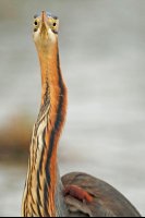 Héron pourpré (Basse-vallée de l'Aude)