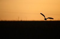 Hibou des marais