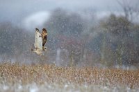 Hibou des marais