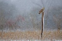 Hibou des marais
