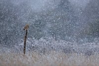 Hibou des marais