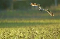 Hibou des marais